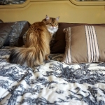 Black golden Sibérien Ilmen SIbaris presque 2 ans, chatterie Damman Amur
