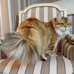 Black golden Sibérien Ilmen SIbaris presque 2 ans, chatterie Damman Amur