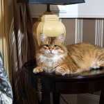 Black golden Sibérien Ilmen SIbaris presque 2 ans, chatterie Damman Amur