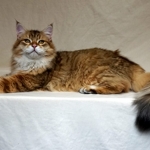 Black golden Sibérien Ilmen SIbaris presque 1 an, chatterie Damman Amur