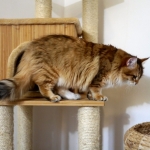 Black golden Sibérien Ilmen SIbaris presque 2 ans, chatterie Damman Amur