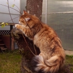 Black golden Sibérien Ilmen SIbaris presque 2 ans, chatterie Damman Amur
