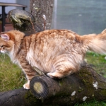 Black golden Sibérien Ilmen SIbaris presque 2 ans, chatterie Damman Amur
