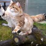 Black golden Sibérien Ilmen SIbaris presque 2 ans, chatterie Damman Amur