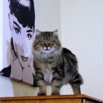 Irvin Rossity 3 ans.Chat Sibérien, n 22 brown classic tabby, chatterie Damman Amur