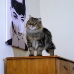 Irvin Rossity 3 ans.Chat Sibérien, n 22 brown classic tabby, chatterie Damman Amur