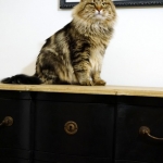 Irvin Rossity 4 ans.Chat Sibérien, n 22 brown classic tabby, chatterie Damman Amur
