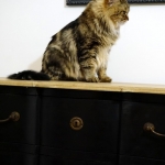Irvin Rossity 4 ans.Chat Sibérien, n 22 brown classic tabby, chatterie Damman Amur