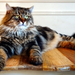 Irvin Rossity 4 ans.Chat Sibérien, n 22 brown classic tabby, chatterie Damman Amur