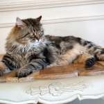 Irvin Rossity 4 ans.Chat Sibérien, n 22 brown classic tabby, chatterie Damman Amur