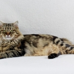 Irvin Rossity 2 ans.Chat Sibérien, n 22 brown classic tabby, chatterie Damman Amur