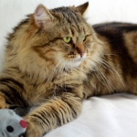 Irvin Rossity 2 ans.Chat Sibérien, n 22 brown classic tabby, chatterie Damman Amur