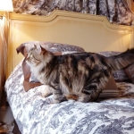 Irvin Rossity 2 ans.Chat Sibérien, n 22 brown classic tabby, chatterie Damman Amur