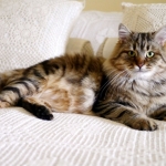 Irvin Rossity à 18 mois..Chat Sibérien