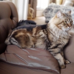 Irvin Rossity 2 ans.Chat Sibérien, n 22 brown classic tabby, chatterie Damman Amur