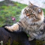 Irvin Rossity, chat Sibérien. Automne 2013, chatterie Damman Amur