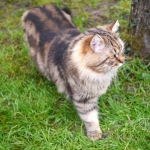 Irvin Rossity, chat Sibérien. Automne 2013, chatterie Damman Amur