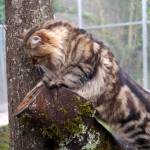 Irvin Rossity, chat Sibérien. Automne 2013, chatterie Damman Amur