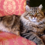 Irvin Rossity 3 ans.Chat Sibérien, n 22 brown classic tabby, chatterie Damman Amur