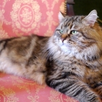 Irvin Rossity 3 ans.Chat Sibérien, n 22 brown classic tabby, chatterie Damman Amur