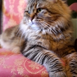 Irvin Rossity 3 ans.Chat Sibérien, n 22 brown classic tabby, chatterie Damman Amur