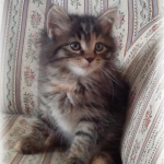 Lux 2 mois