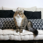 Damman Amur Nikita Sibérien brown spotted avec blanc