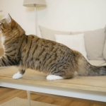 Damman Amur Nikita Sibérien brown spotted avec blanc