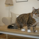 Damman Amur Nikita Sibérien brown spotted avec blanc