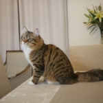 Damman Amur Nikita Sibérien brown spotted avec blanc