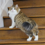 Ninotchka-05