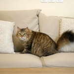 Oceania Sibérien brown tabby chez Damman Amur