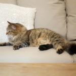 Oceania Sibérien brown tabby chez Damman Amur