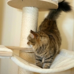 Oceania Sibérien brown tabby chez Damman Amur