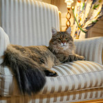 Chat Sibérien 