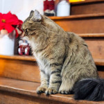 Chat Sibérien