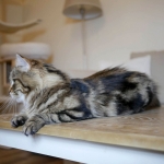 ES*Siestadream Umbrenella Sibérien brown Blotched tabby chez la chatterie Damman Amur.