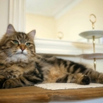 ES*Siestadream Umbrenella Sibérien brown Blotched tabby chez la chatterie Damman Amur.