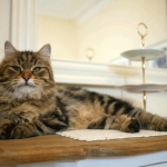 ES*Siestadream Umbrenella Sibérien brown Blotched tabby chez la chatterie Damman Amur.