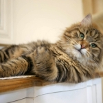 ES*Siestadream Umbrenella Sibérien brown Blotched tabby chez la chatterie Damman Amur.