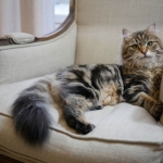 ES*Siestadream Umbrenella Sibérien brown Blotched tabby chez la chatterie Damman Amur.