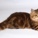 Xaviera 6 mois, Chat Sibérien golden blotched ny22.