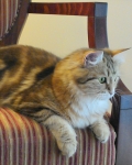 Xaviera Onix Gloria, Chat Sibérien golden blotched ny22.