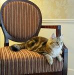Xaviera Onix Gloria, Chat Sibérien golden blotched ny22.