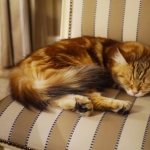 Xaviera 18 mois, chat Sibérien.