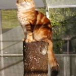 Xaviera Onix Gloria. Chat Sibérien golden blotched ny22.