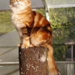 Xaviera Onix Gloria. Chat Sibérien golden blotched ny22.