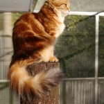 Xaviera Onix Gloria. Chat Sibérien golden blotched ny22.