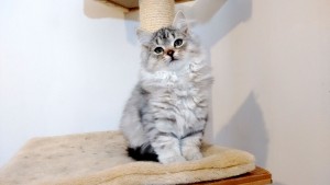 Damman Amur Lucy chat Sibérien silver