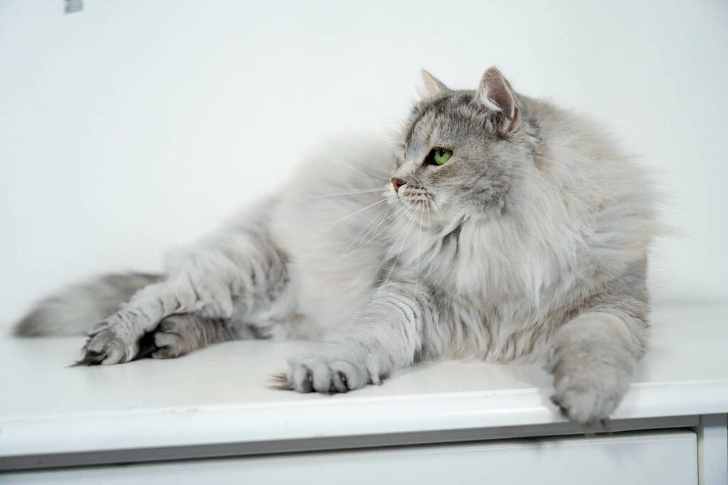 Odessa Rossity Silver tabby, Sibérien traditionnel, silver spotted tabby ns24.